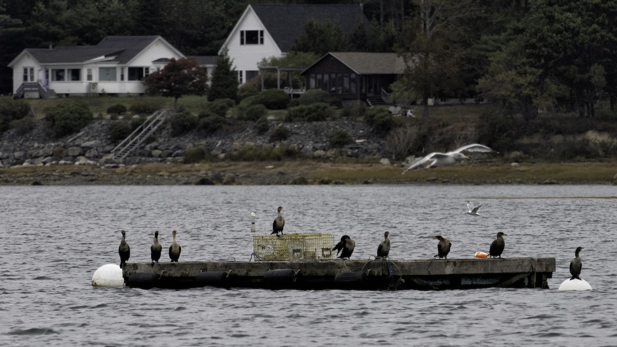 Double-crested Cormorant - ML642445487
