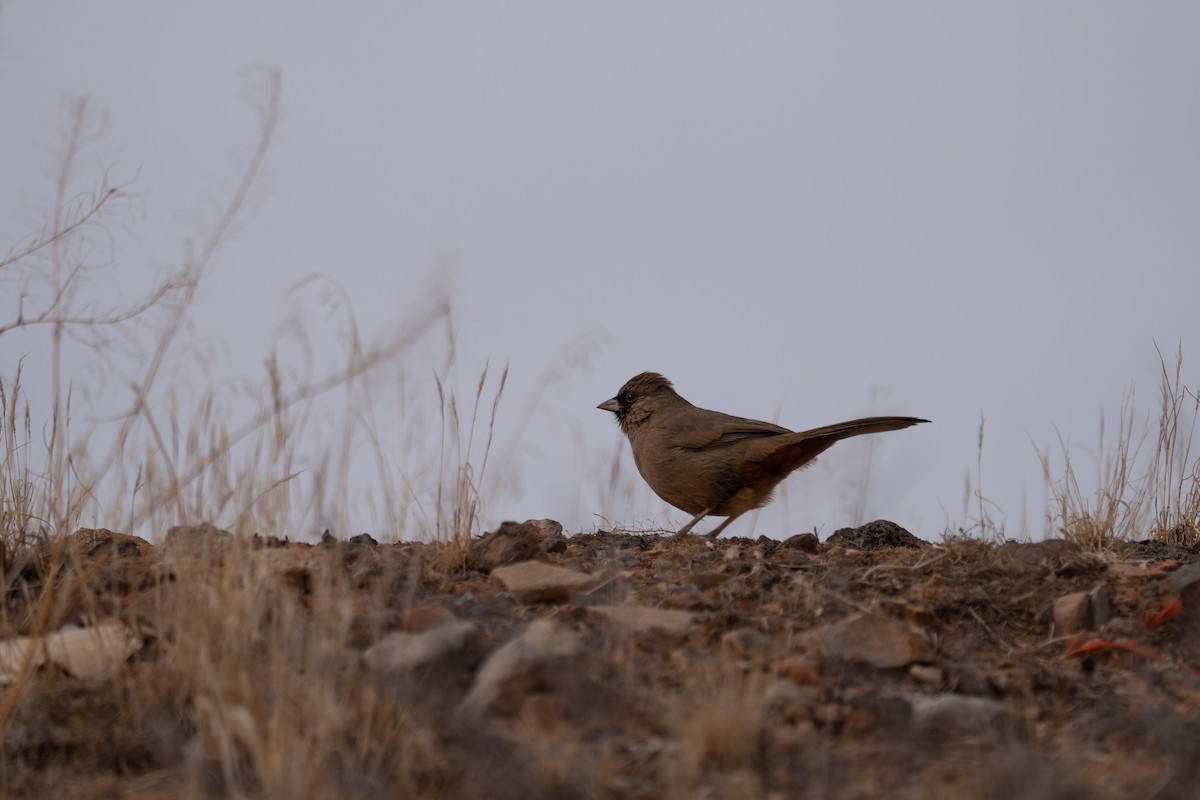 Abert's Towhee - ML642445494