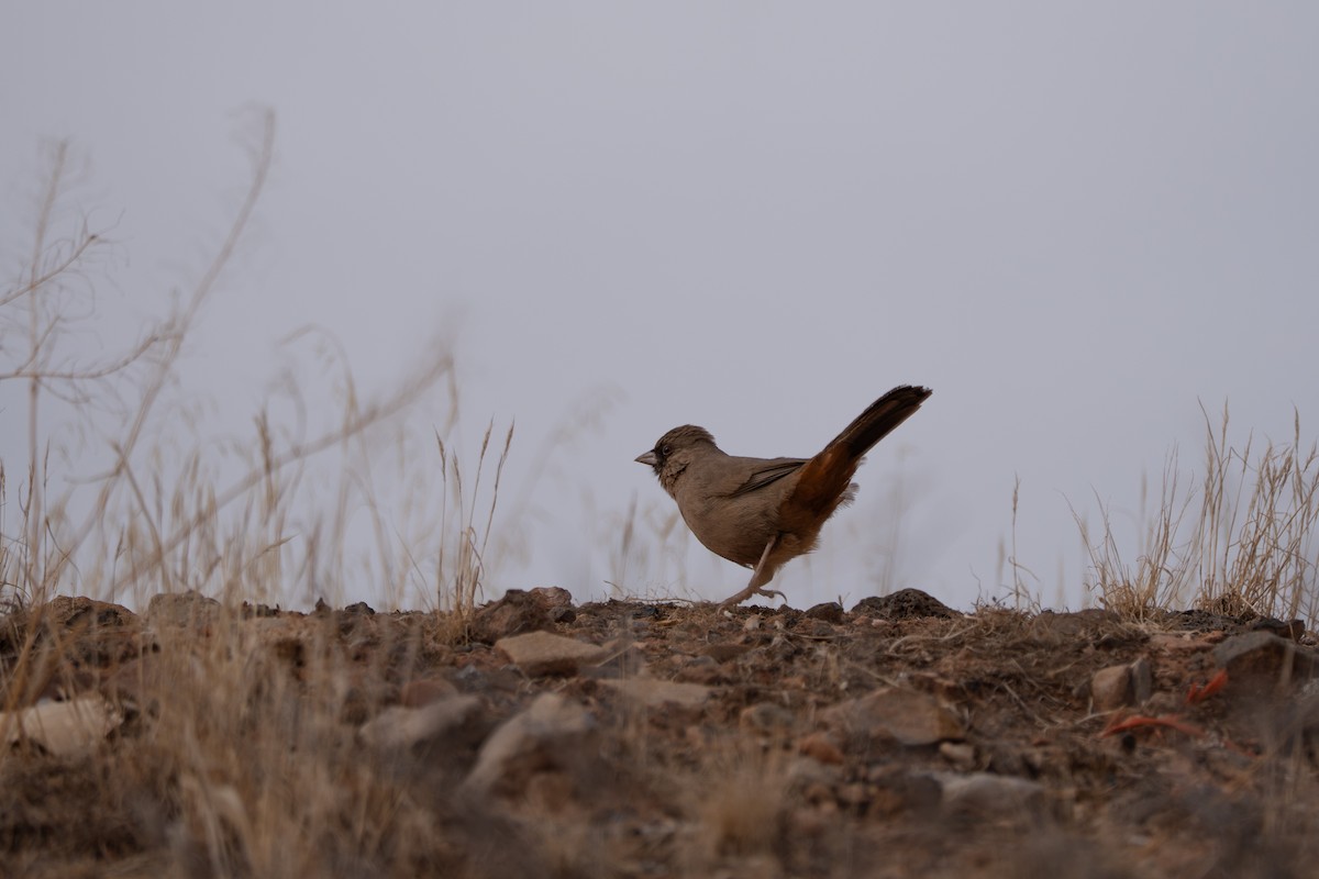 Abert's Towhee - ML642445495