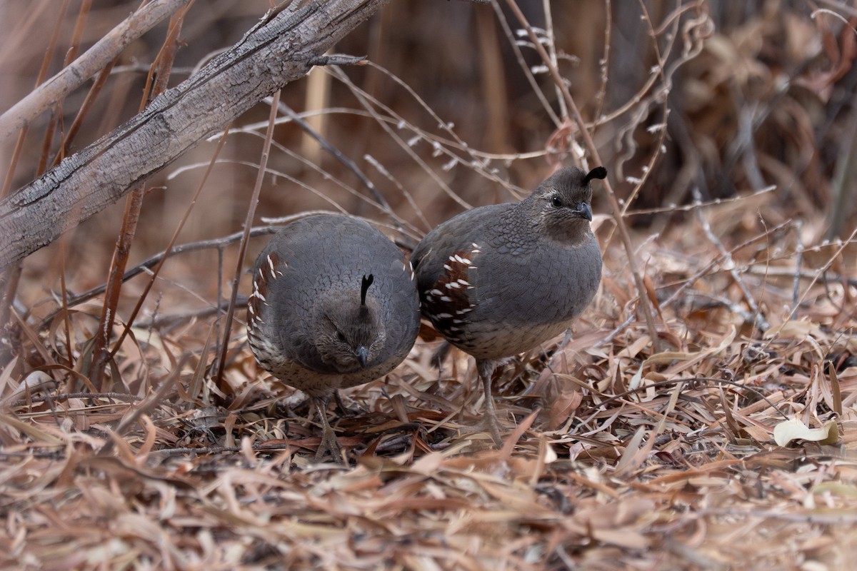 Gambel's Quail - ML642445498
