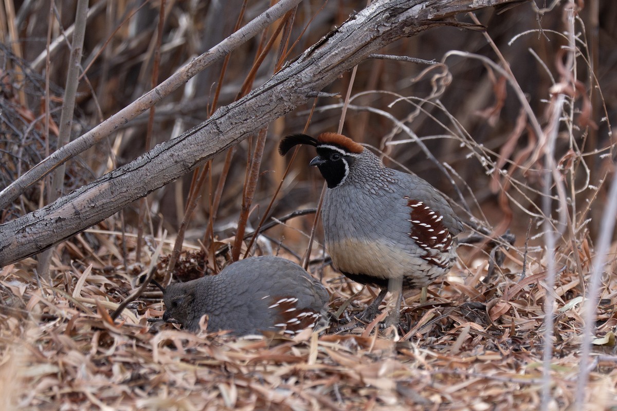 Gambel's Quail - ML642445505