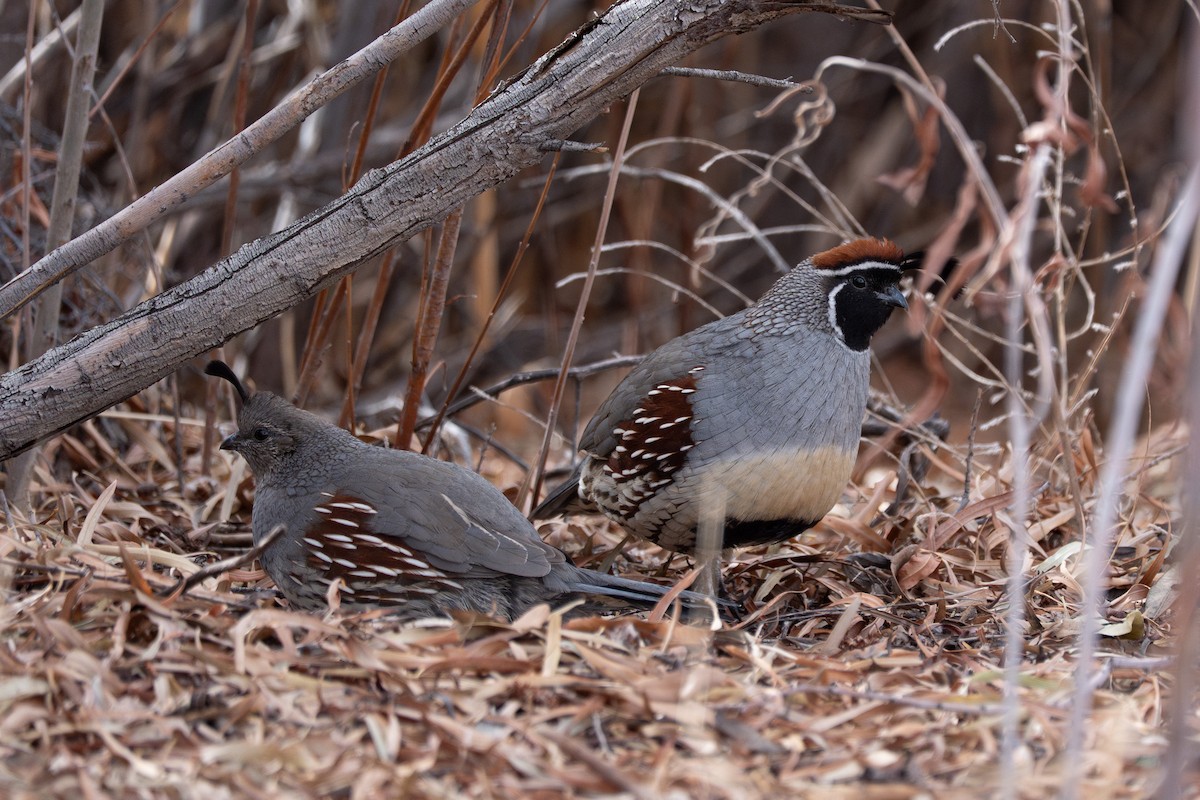 Gambel's Quail - ML642445520