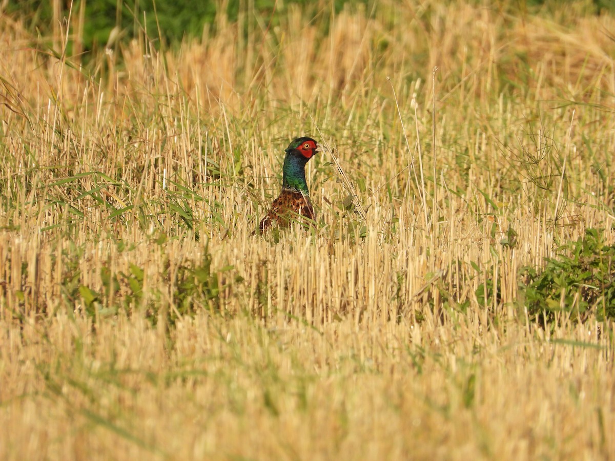 Ring-necked Pheasant - ML642445565