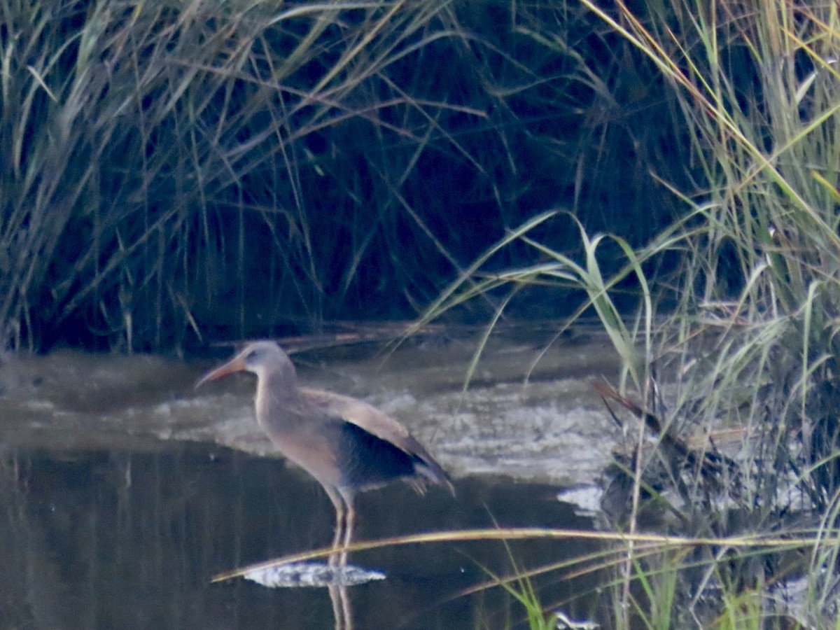 Clapper Rail - ML642445577