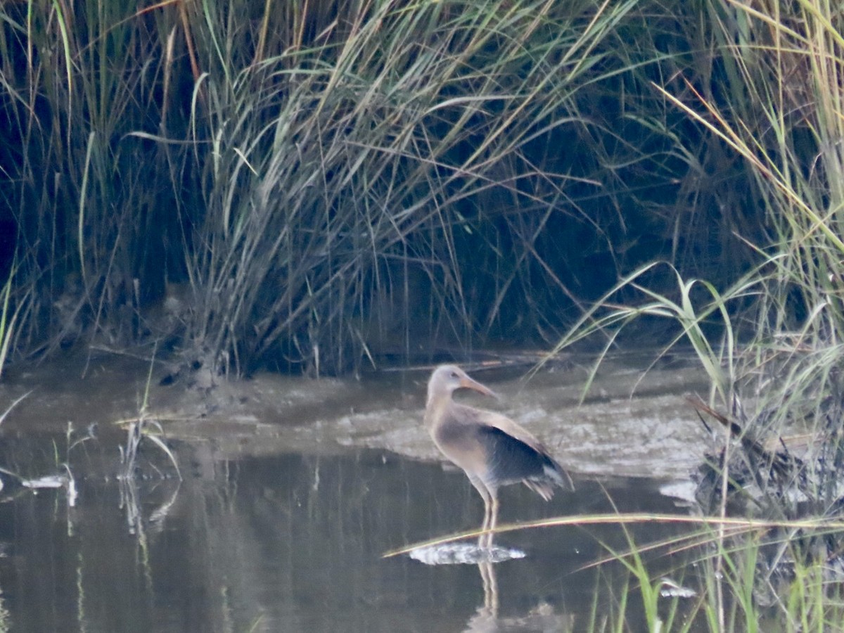 Clapper Rail - ML642445579