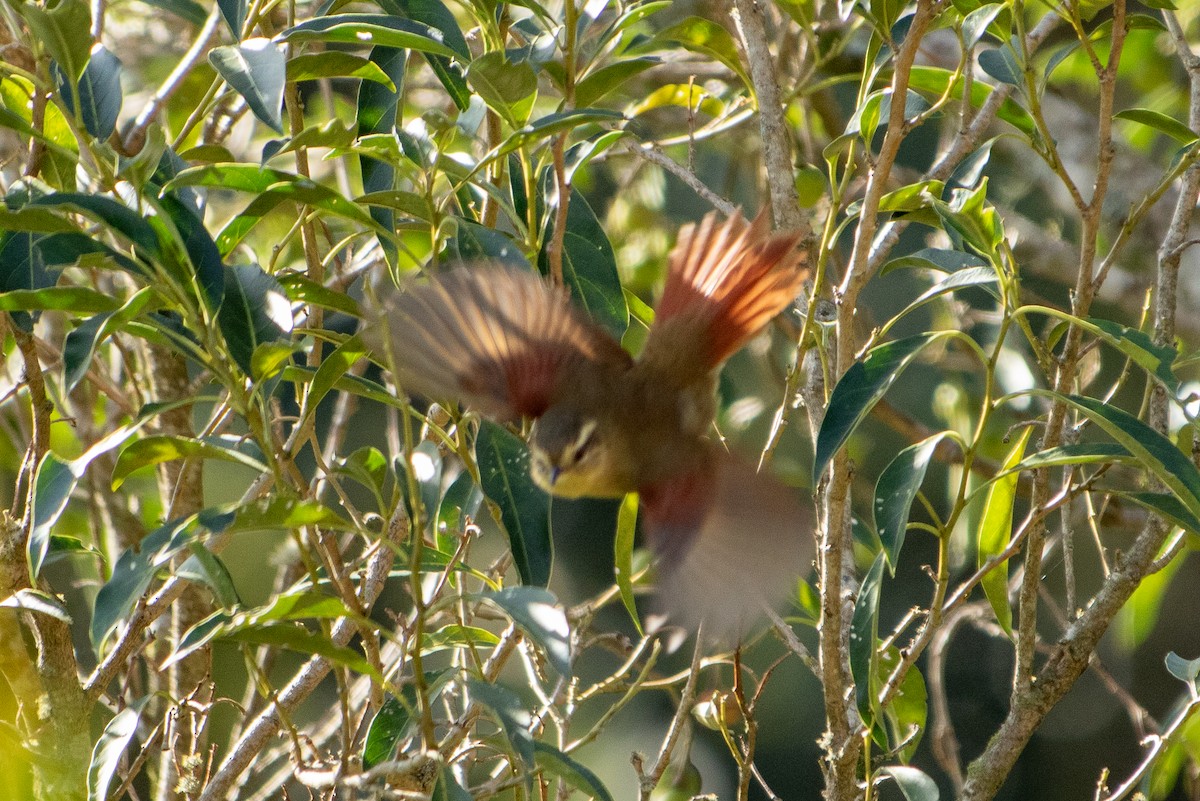 Zeytuni Dikenkuyruk - ML642445589