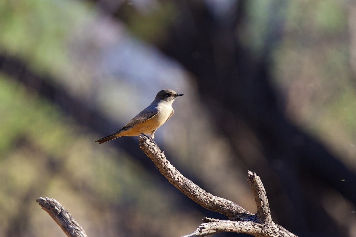 Say's Phoebe - ML642445592