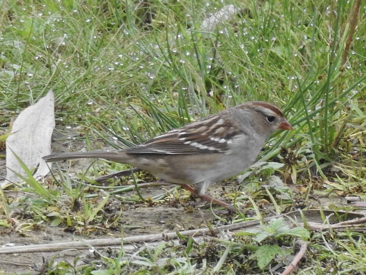 White-crowned Sparrow - ML642445594
