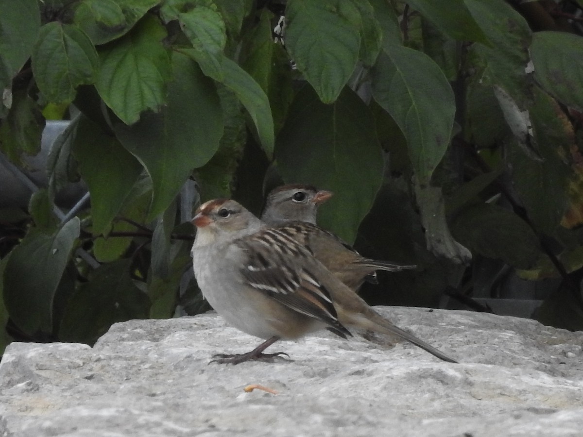 White-crowned Sparrow - ML642445595