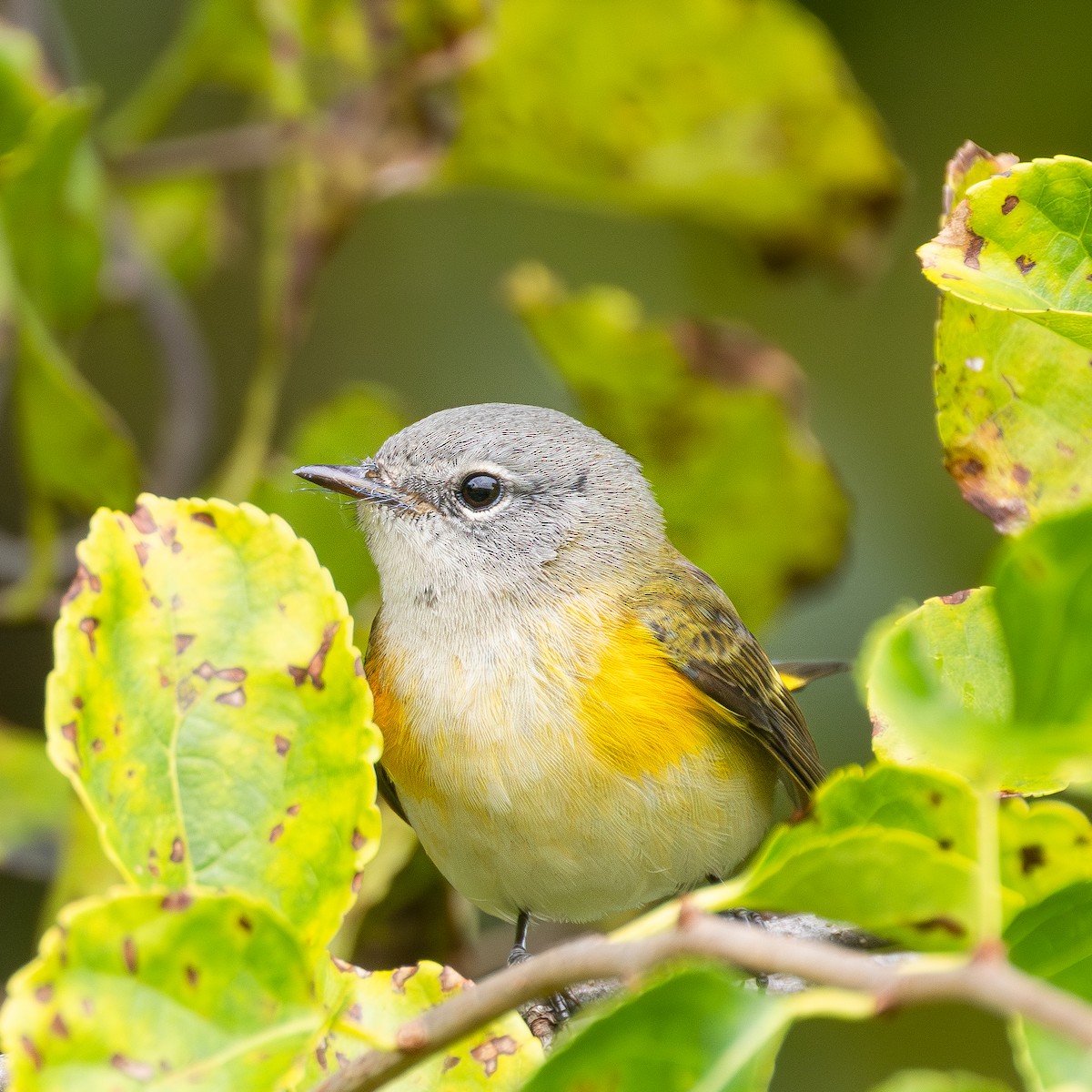 American Redstart - ML642445607