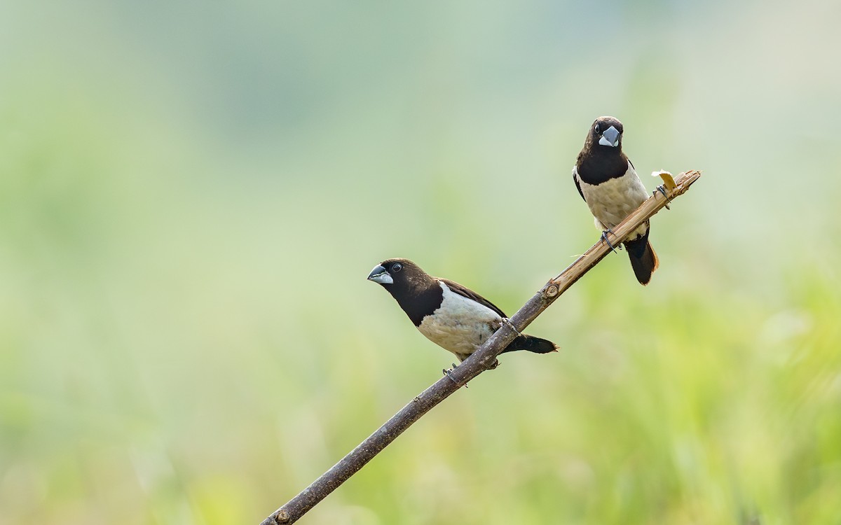 White-rumped Munia - ML642445617