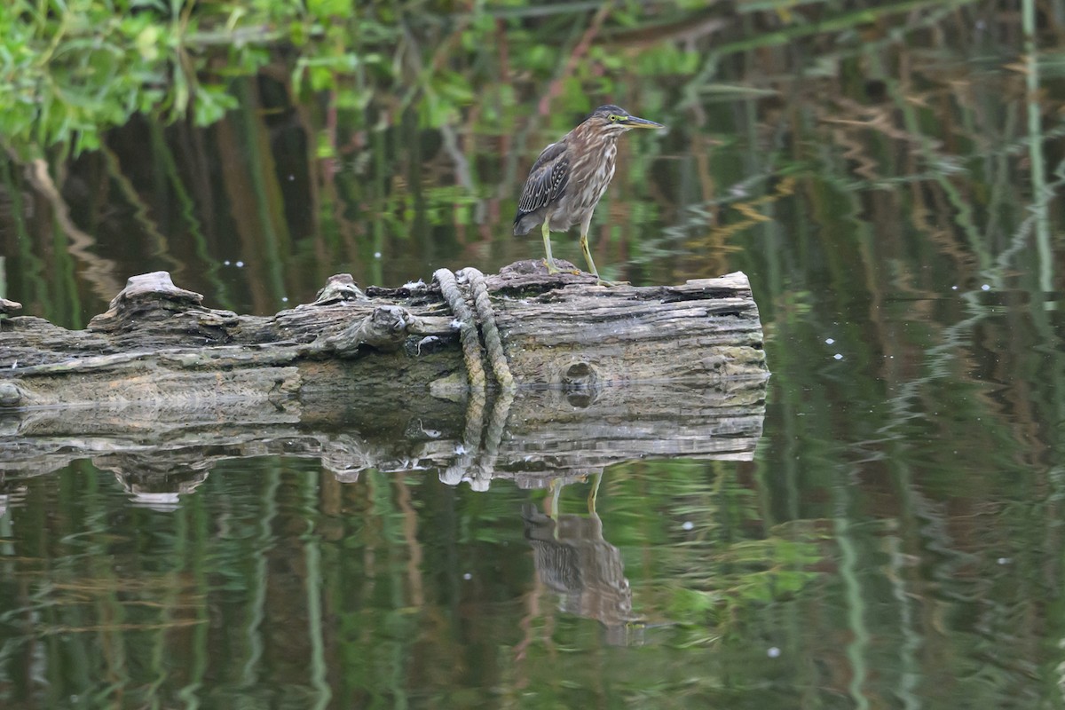 Green Heron - ML642445620
