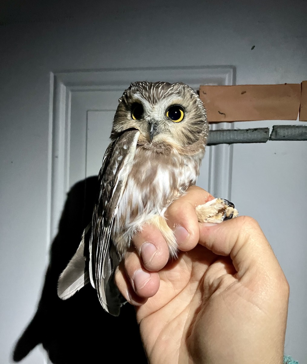 Northern Saw-whet Owl - ML642445632