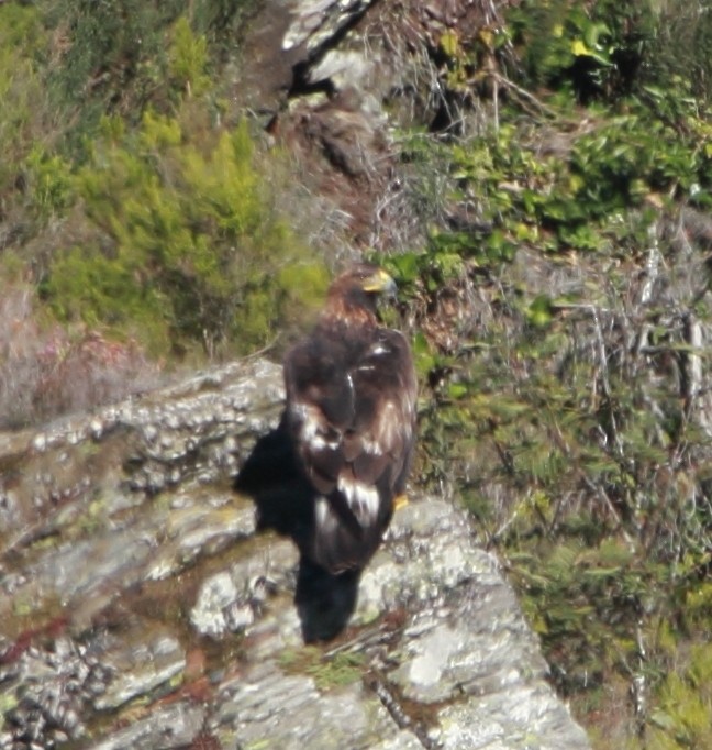 orel skalní - ML642445636