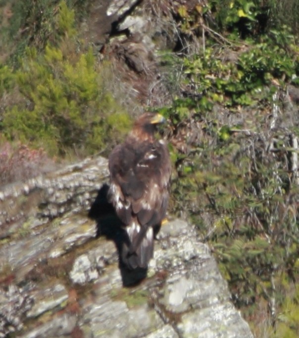 orel skalní - ML642445637