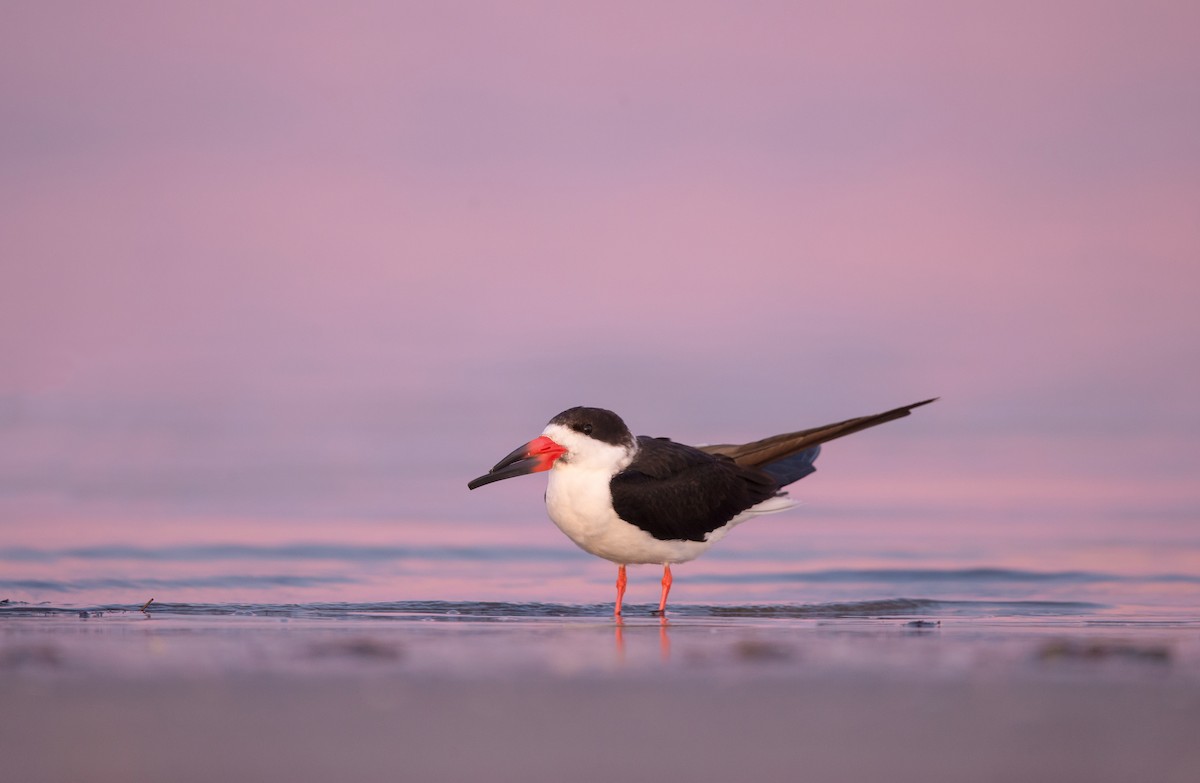 Black Skimmer - ML642445644
