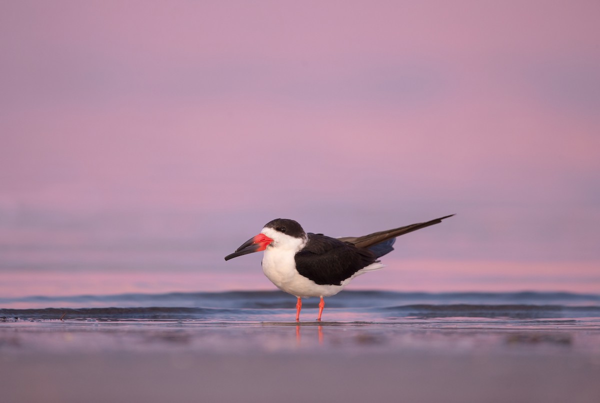 Black Skimmer - ML642445645