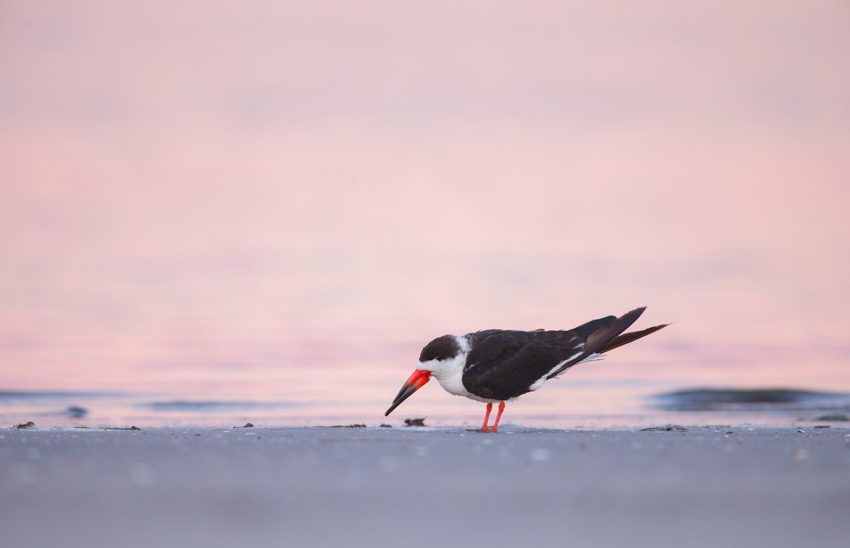 Black Skimmer - ML642445646