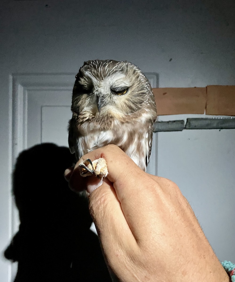 Northern Saw-whet Owl - ML642445648