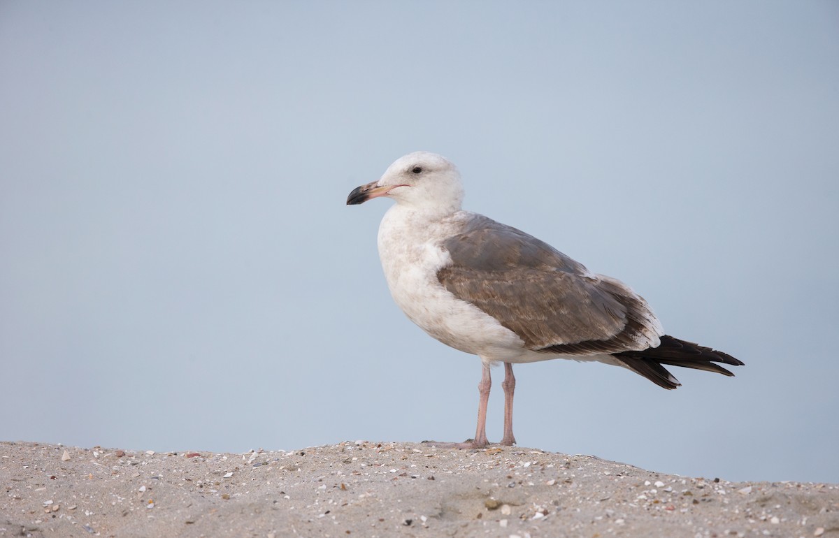 Western Gull - ML642445660
