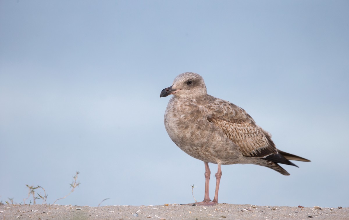 Western Gull - ML642445661