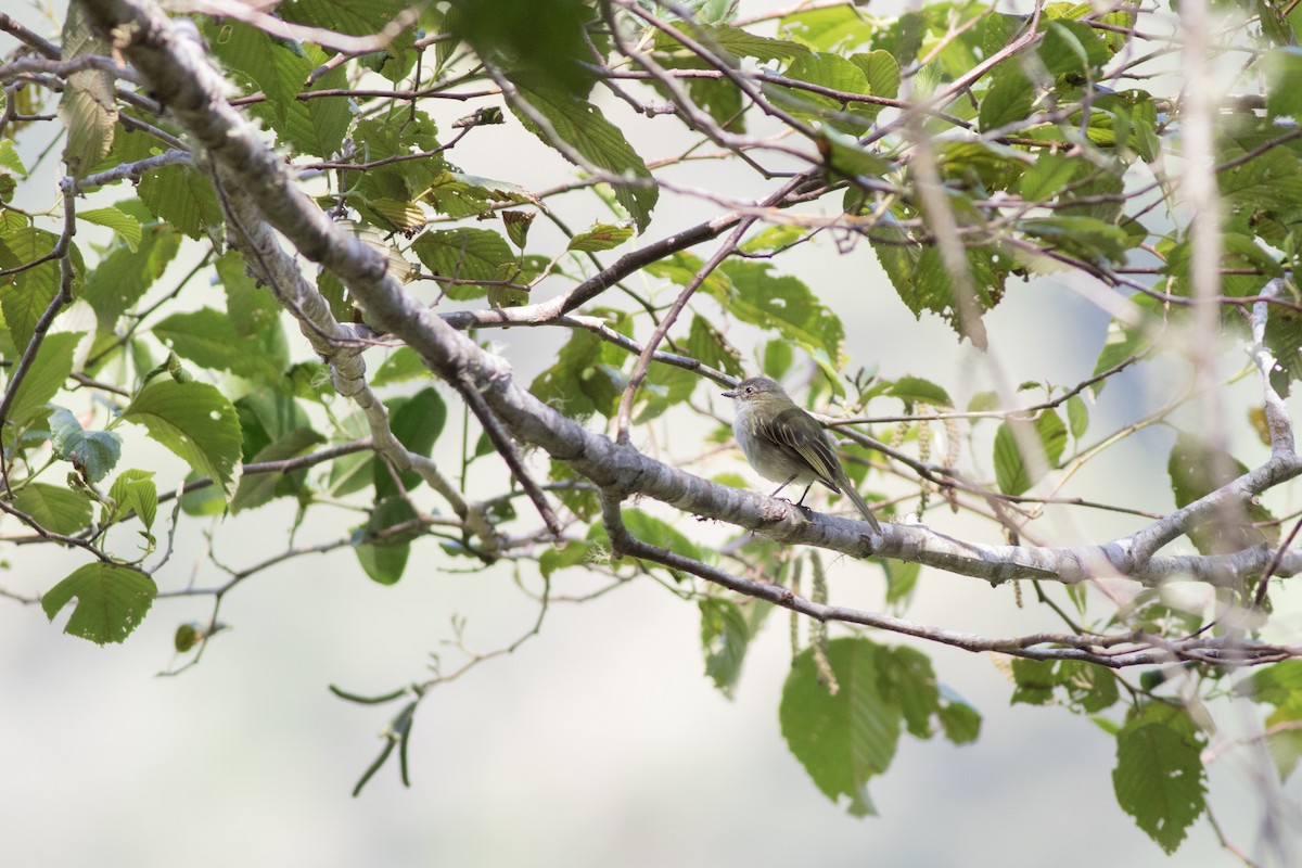 Mistletoe Tyrannulet - ML642445670