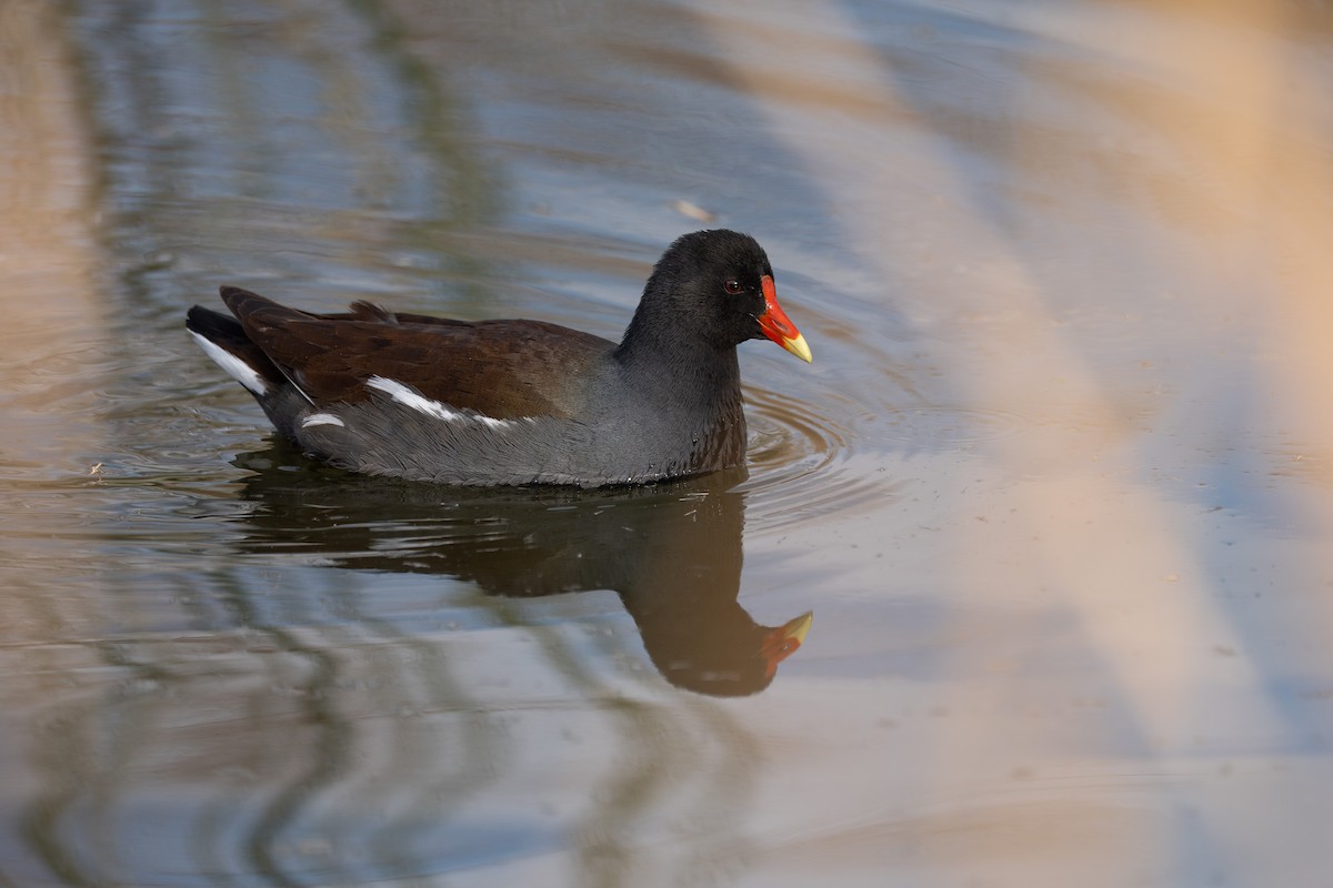 Gallinule d'Amérique - ML642445674