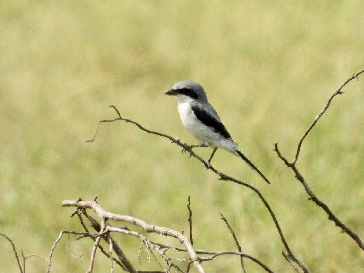 Loggerhead Shrike - ML642445677