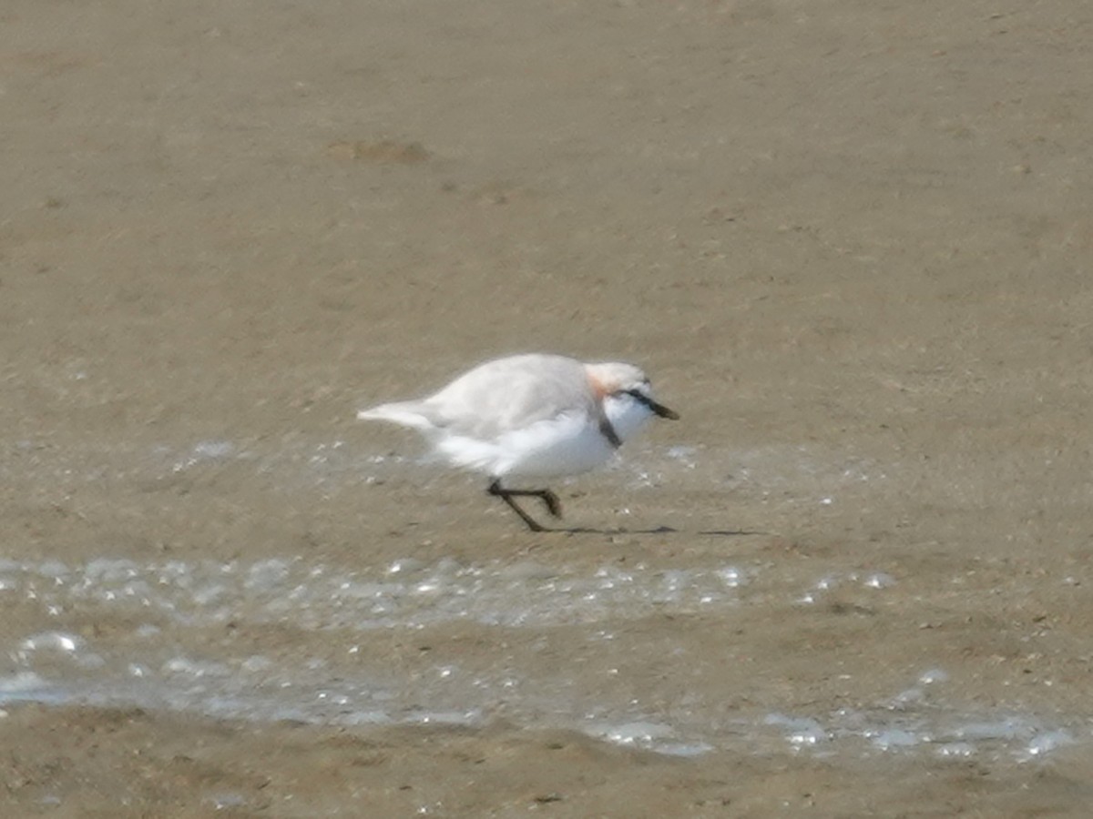 Chestnut-banded Plover - ML642445682