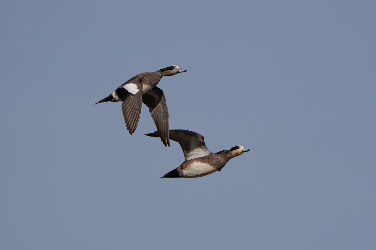 Canard d'Amérique - ML642445692