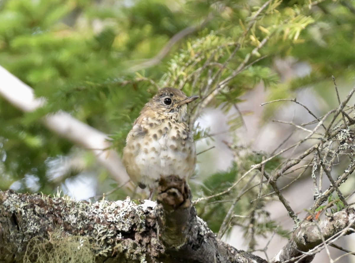 Hermit Thrush - ML642445696