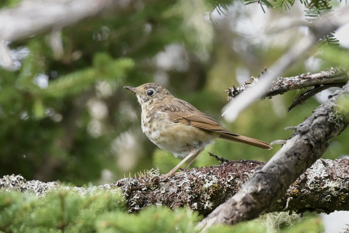 Hermit Thrush - ML642445697