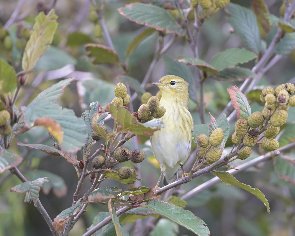 Blackpoll Warbler - ML642445714