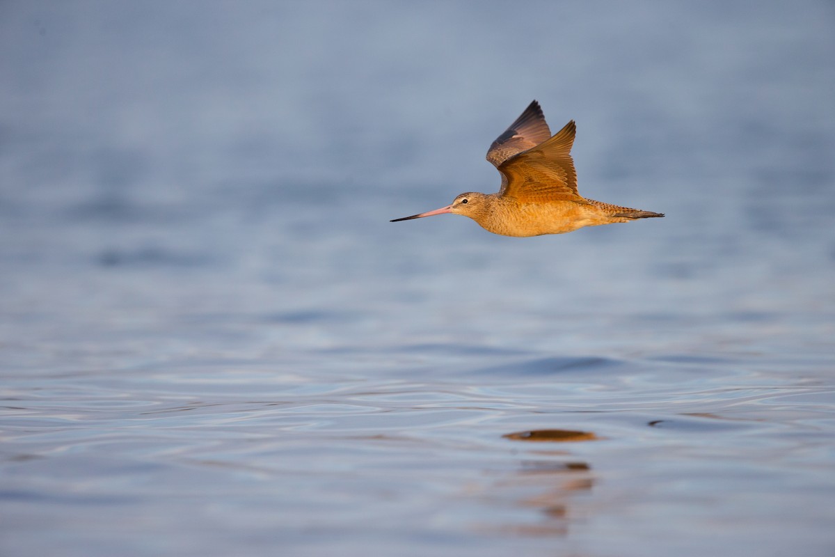 Marbled Godwit - ML642445715