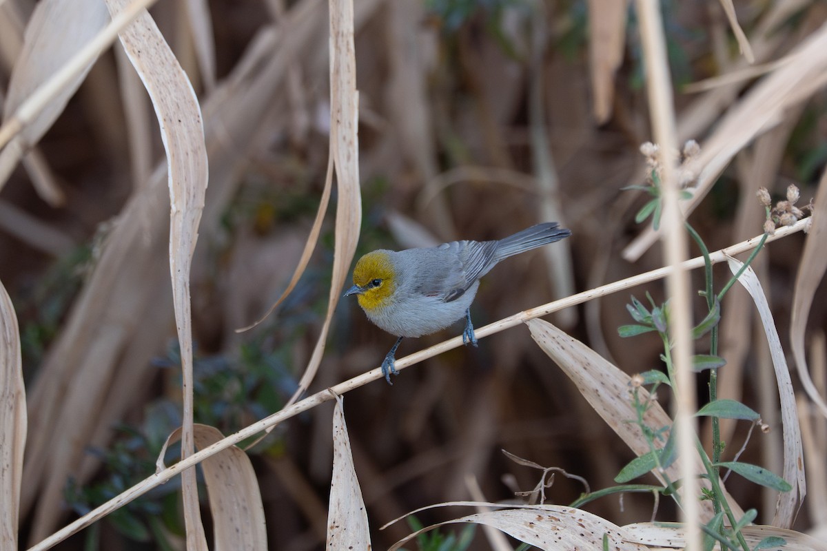 Auripare verdin - ML642445719