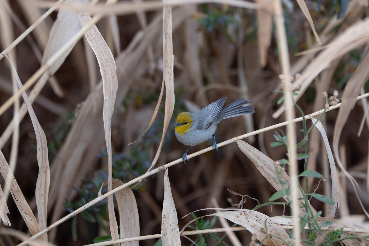 Auripare verdin - ML642445721