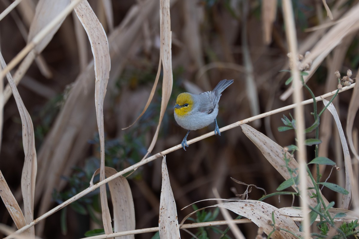 Auripare verdin - ML642445723