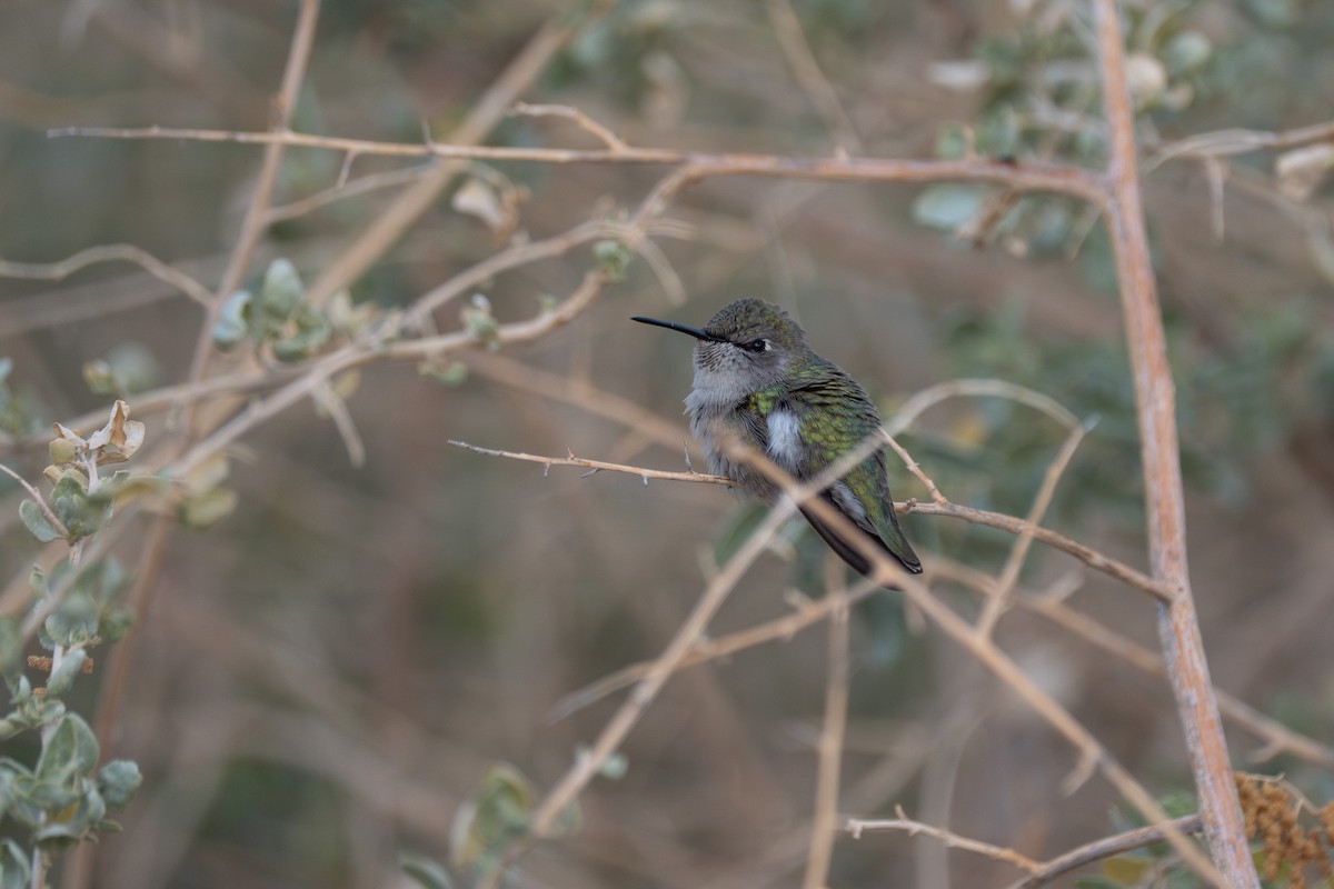 Colibri d'Anna - ML642445728