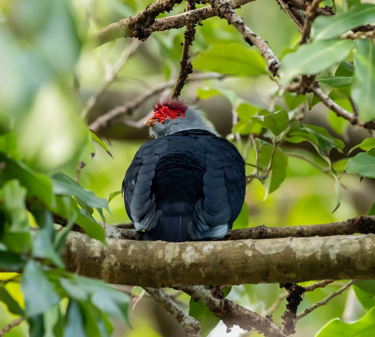 セーシェルルリバト - ML642445736