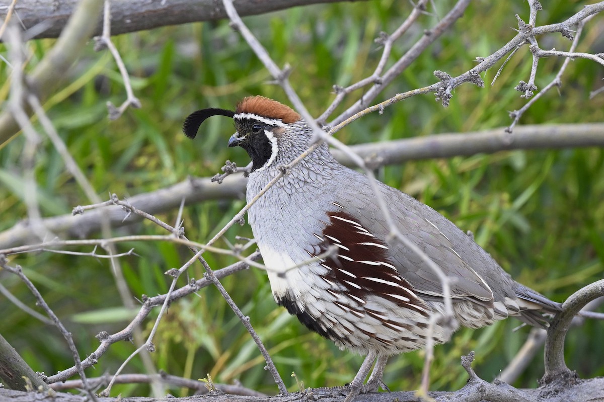 Gambel's Quail - ML642445757