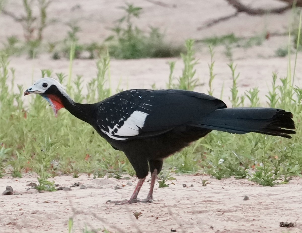 Red-throated Piping-Guan - ML642445768
