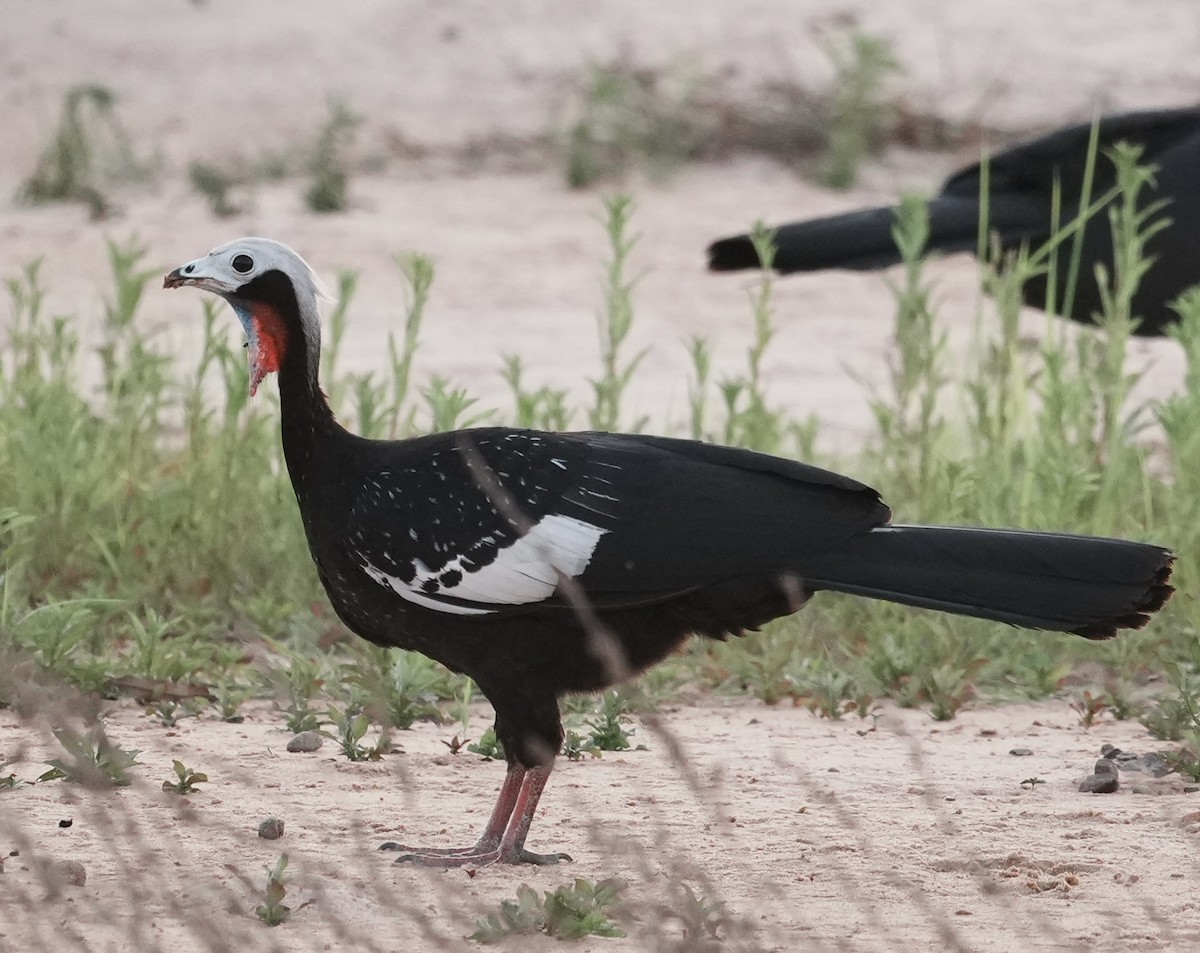 Red-throated Piping-Guan - ML642445770