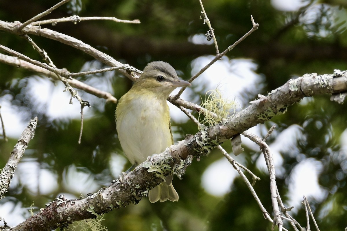 Red-eyed Vireo - ML642445775