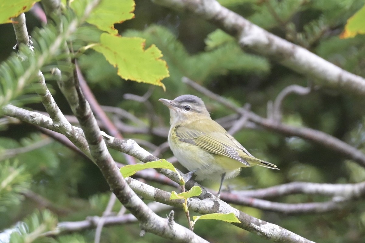 Red-eyed Vireo - ML642445776