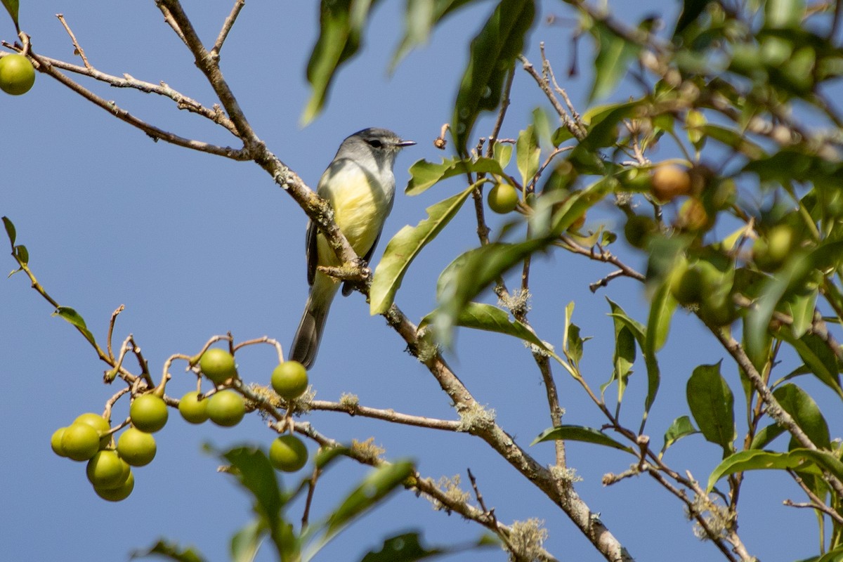 Ak Tepeli Tiranület - ML642445778
