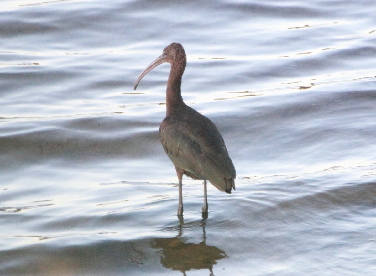 ibis hnědý - ML642445789