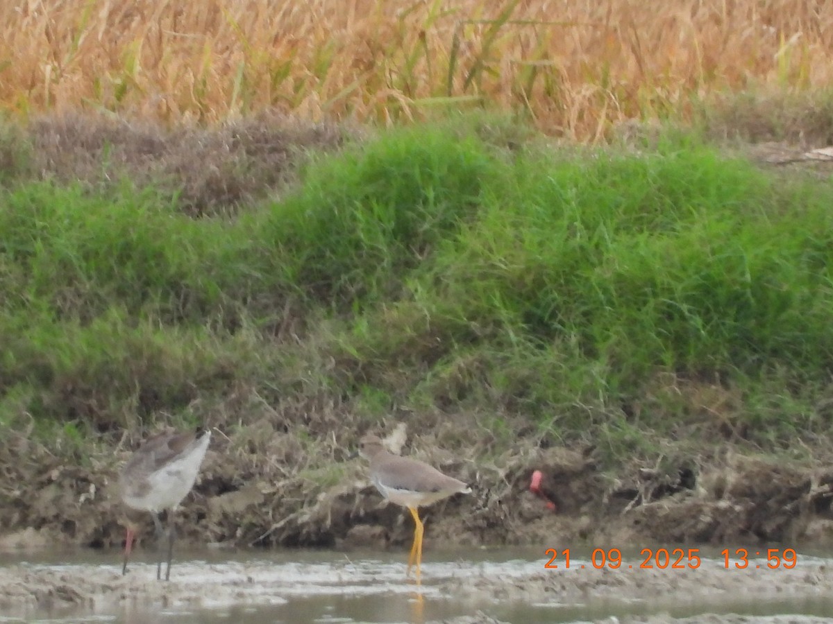 White-tailed Lapwing - ML642445793