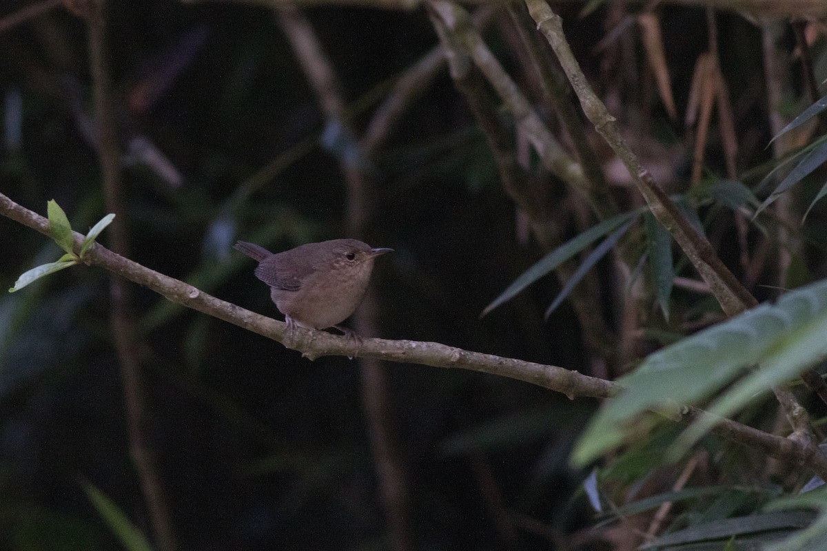 Southern House Wren - ML642445797