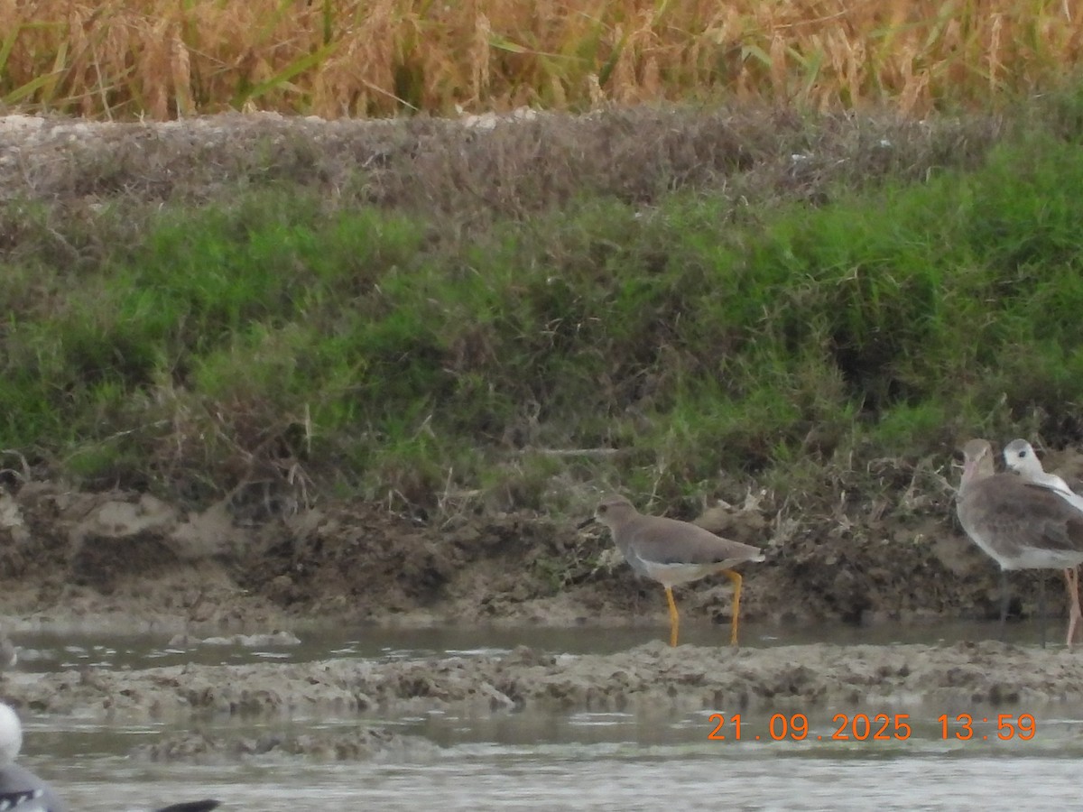 White-tailed Lapwing - ML642445798