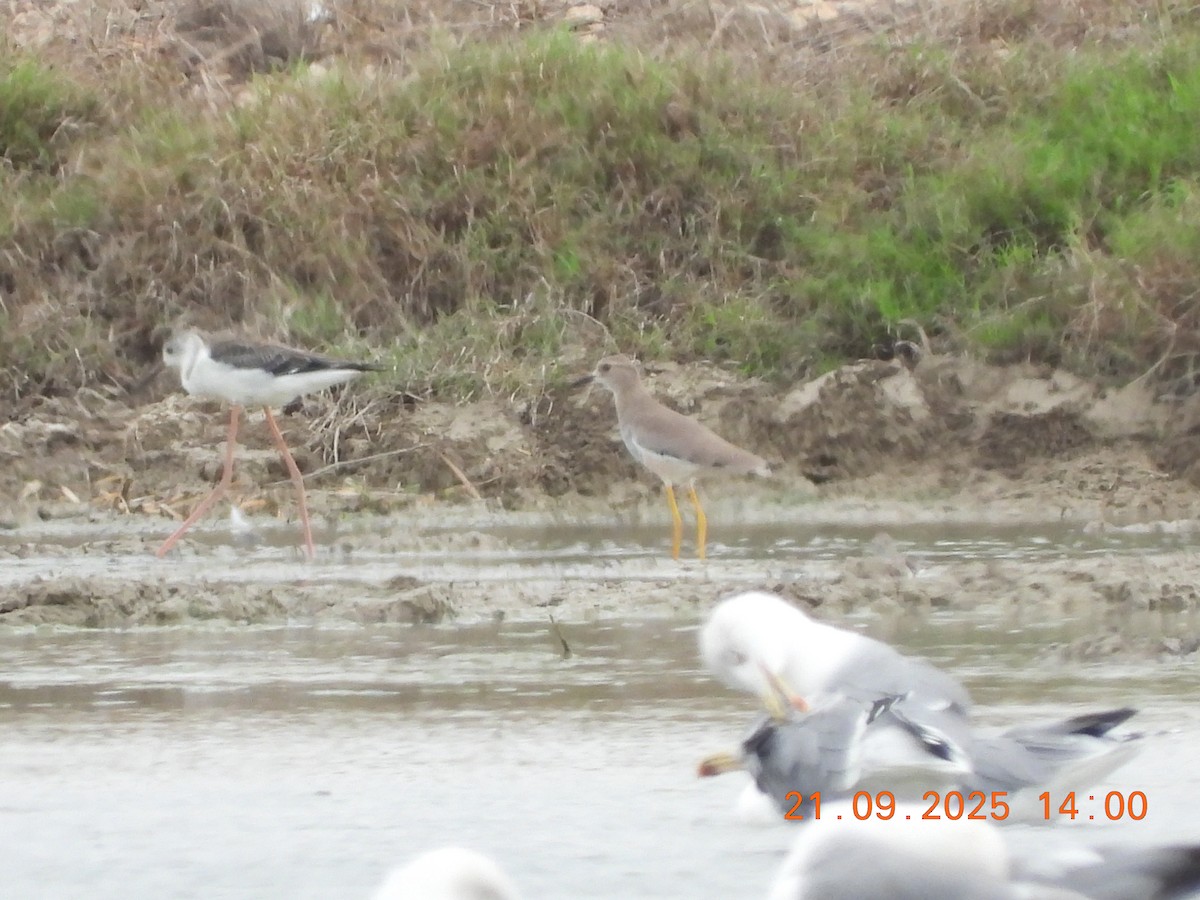 White-tailed Lapwing - ML642445806